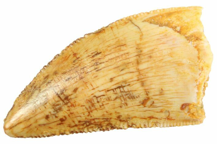 Serrated Raptor Tooth - Real Dinosaur Tooth #347066